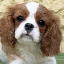 Grace, blenheim Cavalier King Charles Spaniel for sale