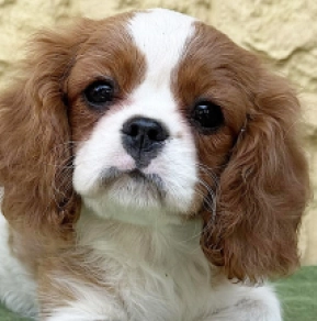Cavalier King Charles Spaniel Welpe kaufen
