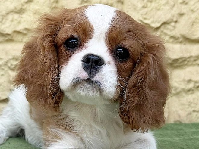 Cavalier King Charles Spaniel Welpe kaufen