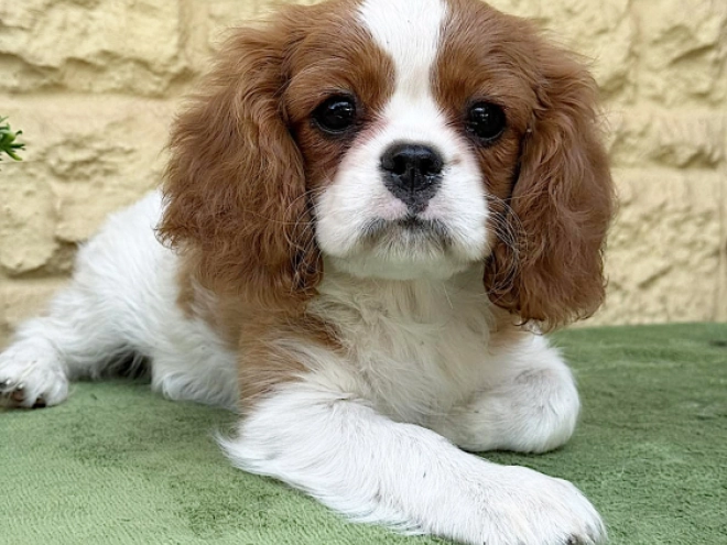 Cavalier King Charles Spaniel Welpe kaufen
