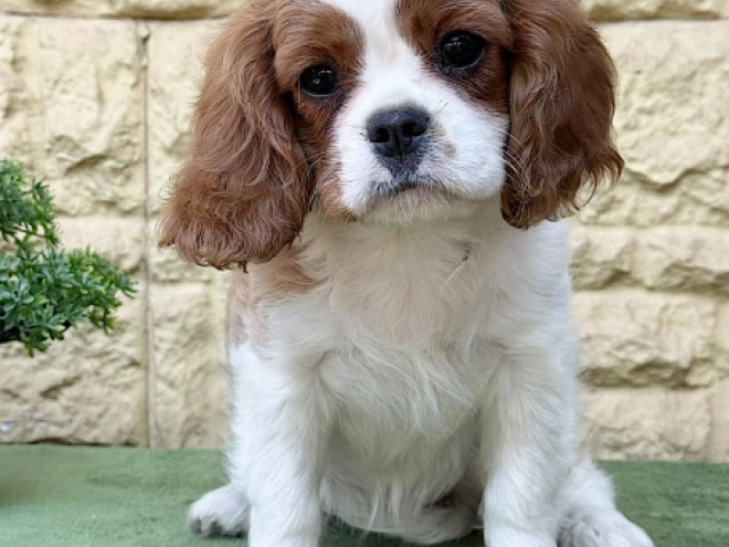 Cavalier King Charles Spaniel Welpe kaufen