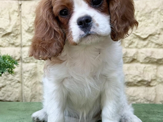Cavalier King Charles Spaniel Welpe kaufen