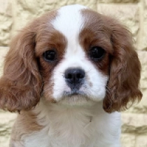 Julia, blenheim Cavalier King Charles Spaniel for sale