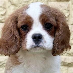 Cavalier King Charles Spaniel Welpe kaufen