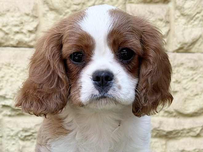 Cavalier King Charles Spaniel Welpe kaufen