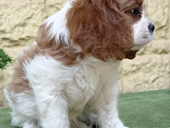 Cavalier King Charles Spaniel Welpe kaufen