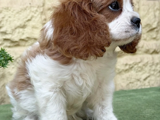 Cavalier King Charles Spaniel Welpe kaufen