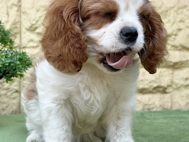 Cavalier King Charles Spaniel Welpe kaufen