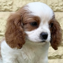 Astor, blenheim Cavalier King Charles Spaniel for sale