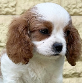 Cavalier King Charles Spaniel Welpe kaufen