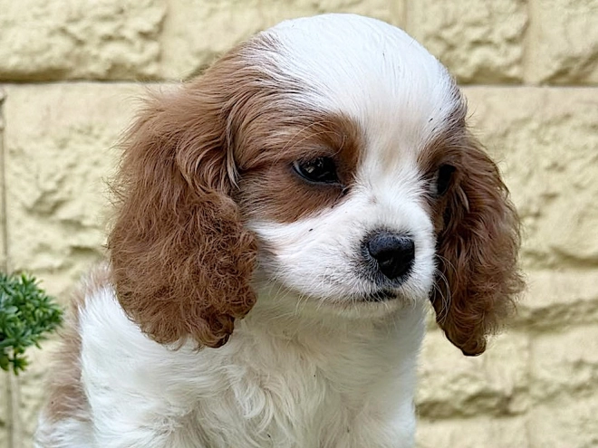 Cavalier King Charles Spaniel Welpe kaufen
