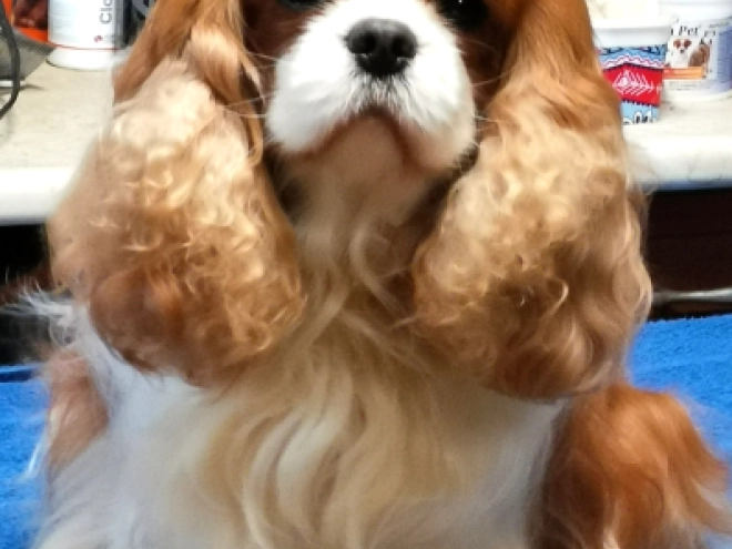 Perros Cavalier King Charles en venta