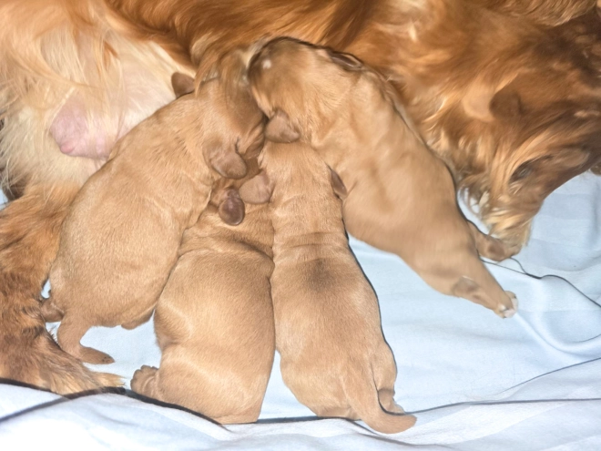 Cavalier King Charles Spaniel puppy for sale
