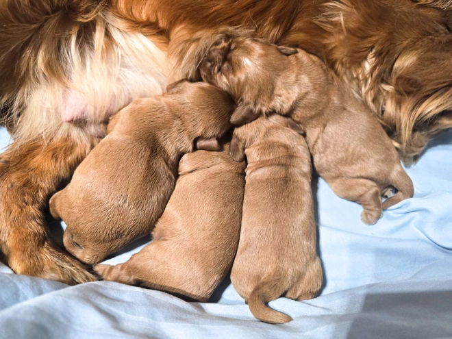 Cavalier King Charles Spaniel puppy for sale