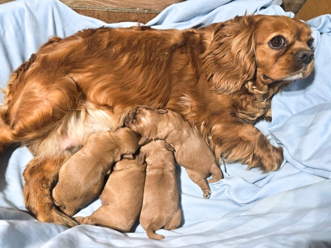 Cavalier King Charles Spaniel puppy for sale