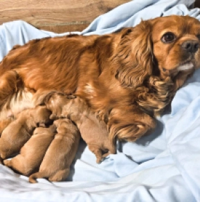Perros Cavalier King Charles en venta