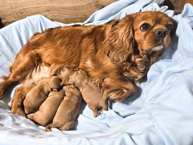 Cavalier King Charles Spaniel puppy for sale