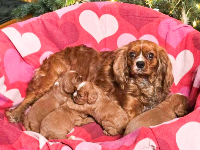 Cavapoo puppy for sale