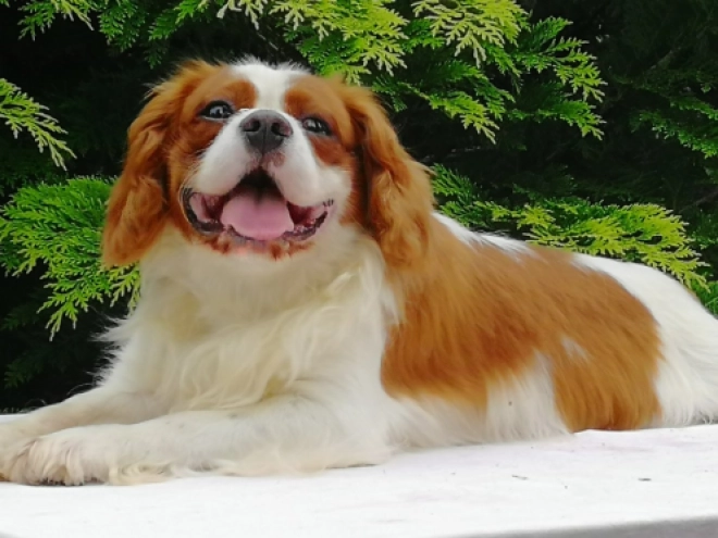 Cavalier King Charles Spaniel puppy for sale