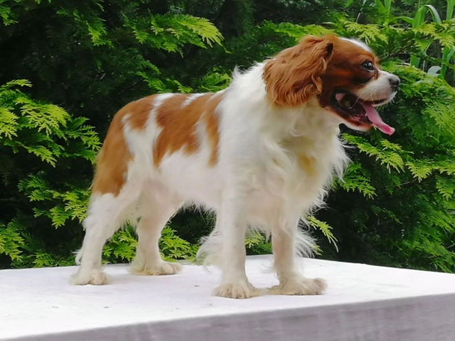 Cavalier King Charles Spaniel puppy for sale