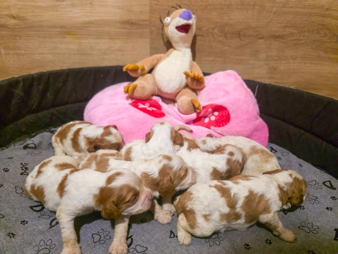 Cavalier King Charles Spaniel puppy for sale