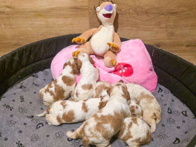 Cavalier King Charles Spaniel puppy for sale
