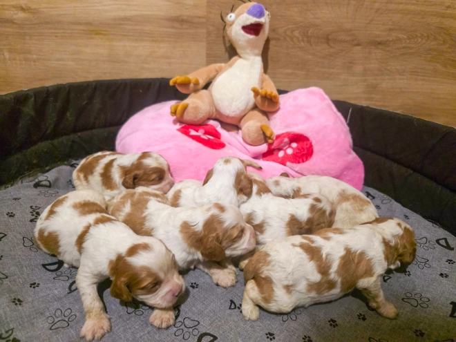 Cavalier King Charles Spaniel puppy for sale