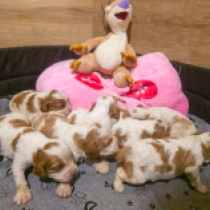 Promising litter, blenheim Cavalier King Charles Spaniel for sale