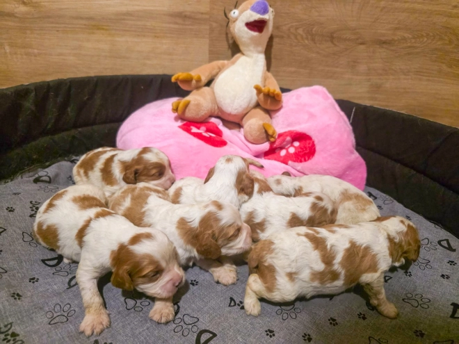 Cavalier King Charles Spaniel puppy for sale