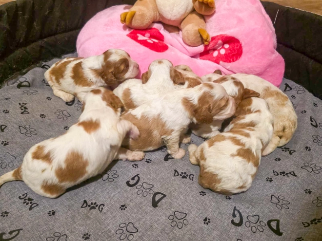 Cavalier King Charles Spaniel puppy for sale