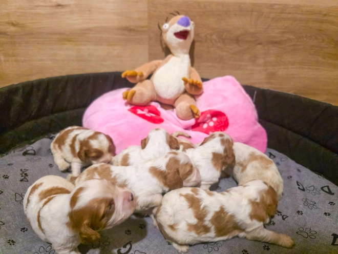 Cavalier King Charles Spaniel puppy for sale