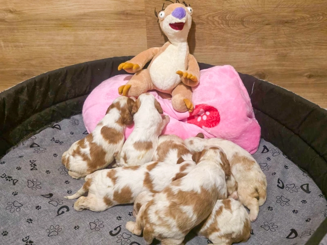 Cavalier King Charles Spaniel puppy for sale