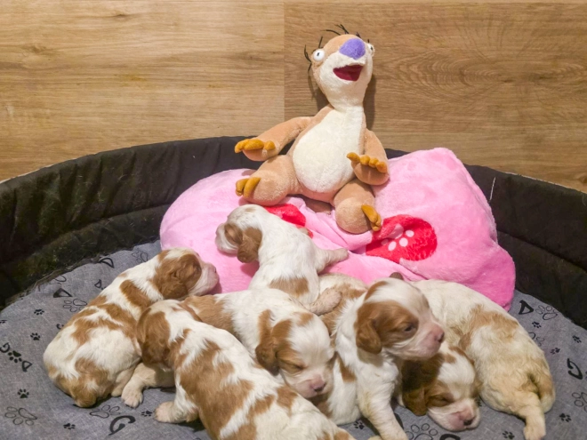Cavalier King Charles Spaniel puppy for sale