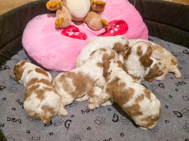 Cavalier King Charles Spaniel puppy for sale