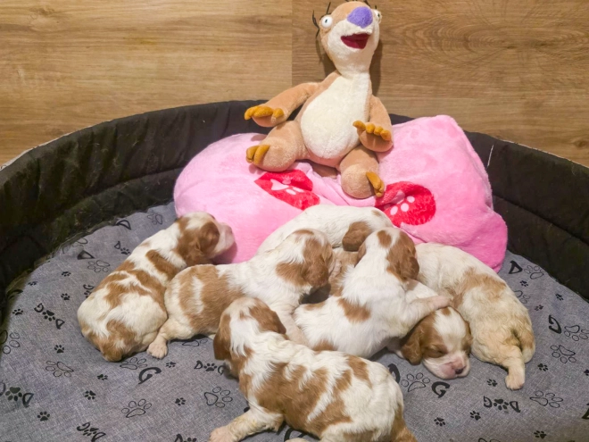 Cavalier King Charles Spaniel puppy for sale