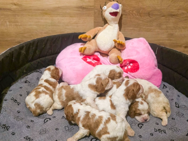 Cavalier King Charles Spaniel puppy for sale