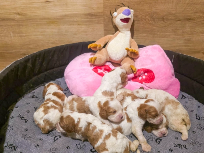 Cavalier King Charles Spaniel puppy for sale