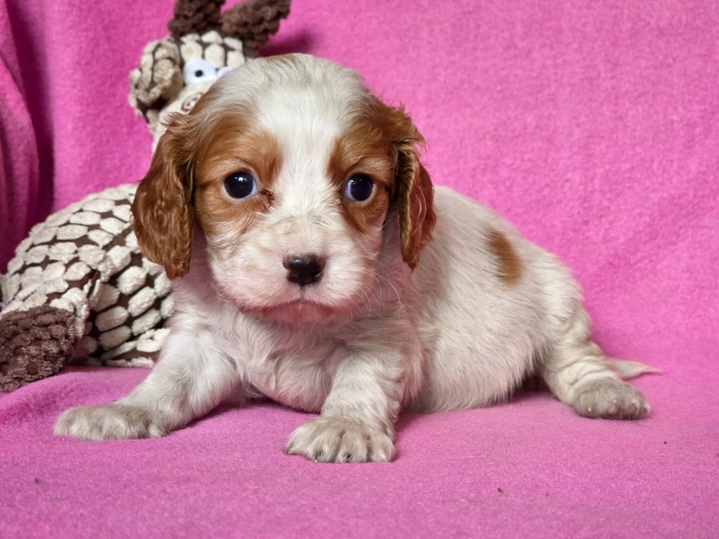 Cavalier King Charles Spaniel puppy for sale