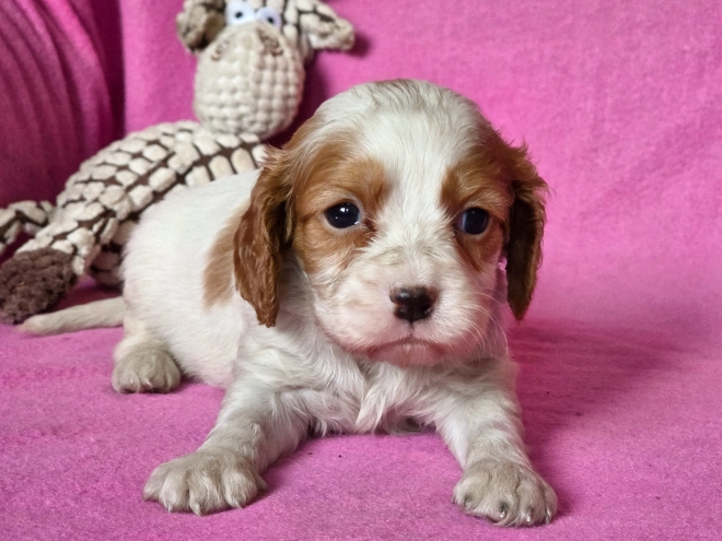Cavalier King Charles Spaniel puppy for sale