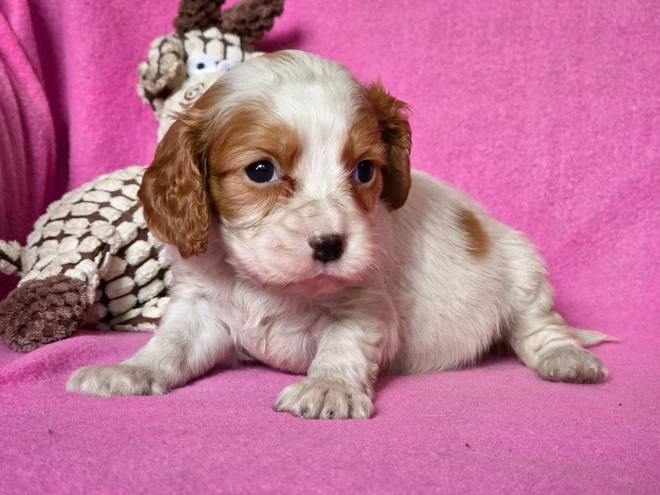 Cavalier King Charles Spaniel puppy for sale