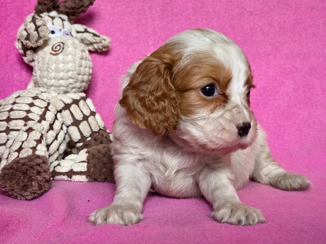 Cavalier King Charles Spaniel puppy for sale