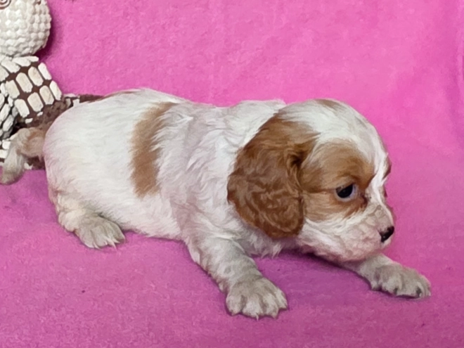 Cavalier King Charles Spaniel puppy for sale