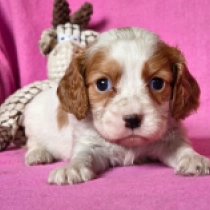Poppy, blenheim Cavalier King Charles Spaniel for sale