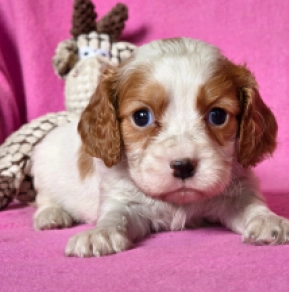 Cavalier King Charles Spaniel puppy for sale