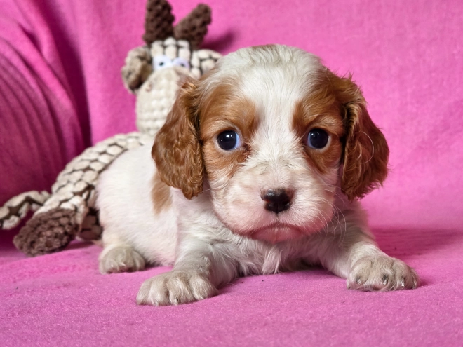 Cavalier King Charles Spaniel puppy for sale