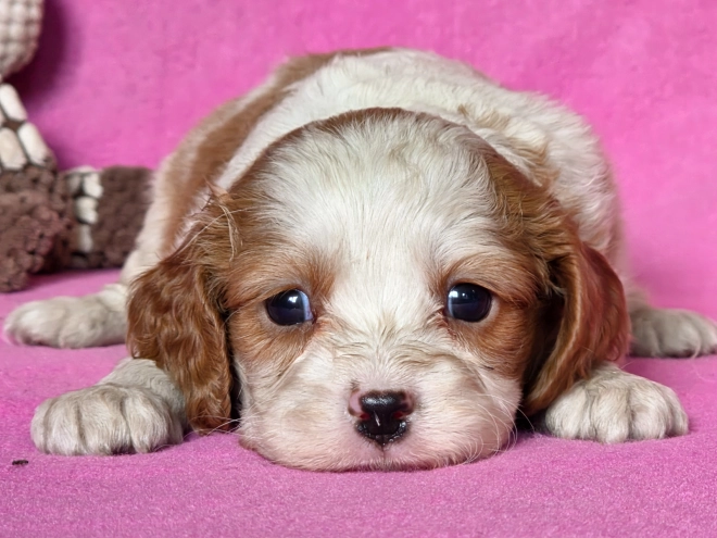 Cavalier King Charles Spaniel puppy for sale