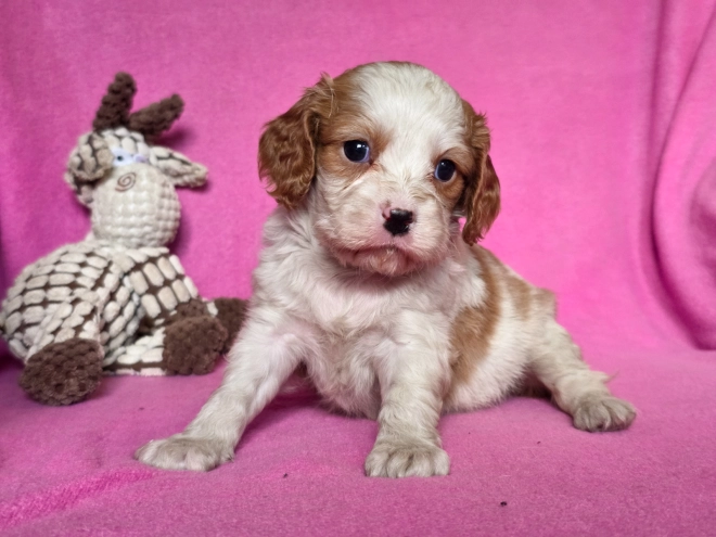 Cavalier King Charles Spaniel puppy for sale