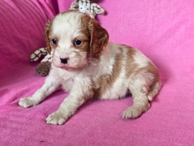 Cavalier King Charles Spaniel puppy for sale