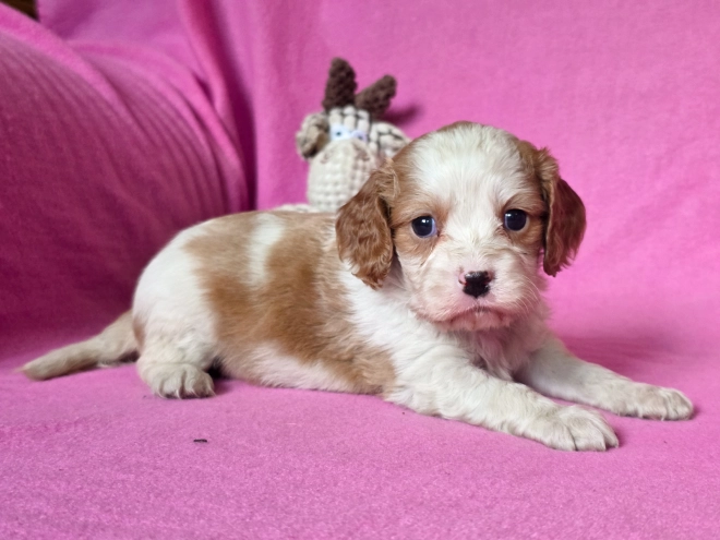 Cavalier King Charles Spaniel puppy for sale