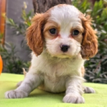 Patricia, blenheim Cavalier King Charles Spaniel Welpen kaufen